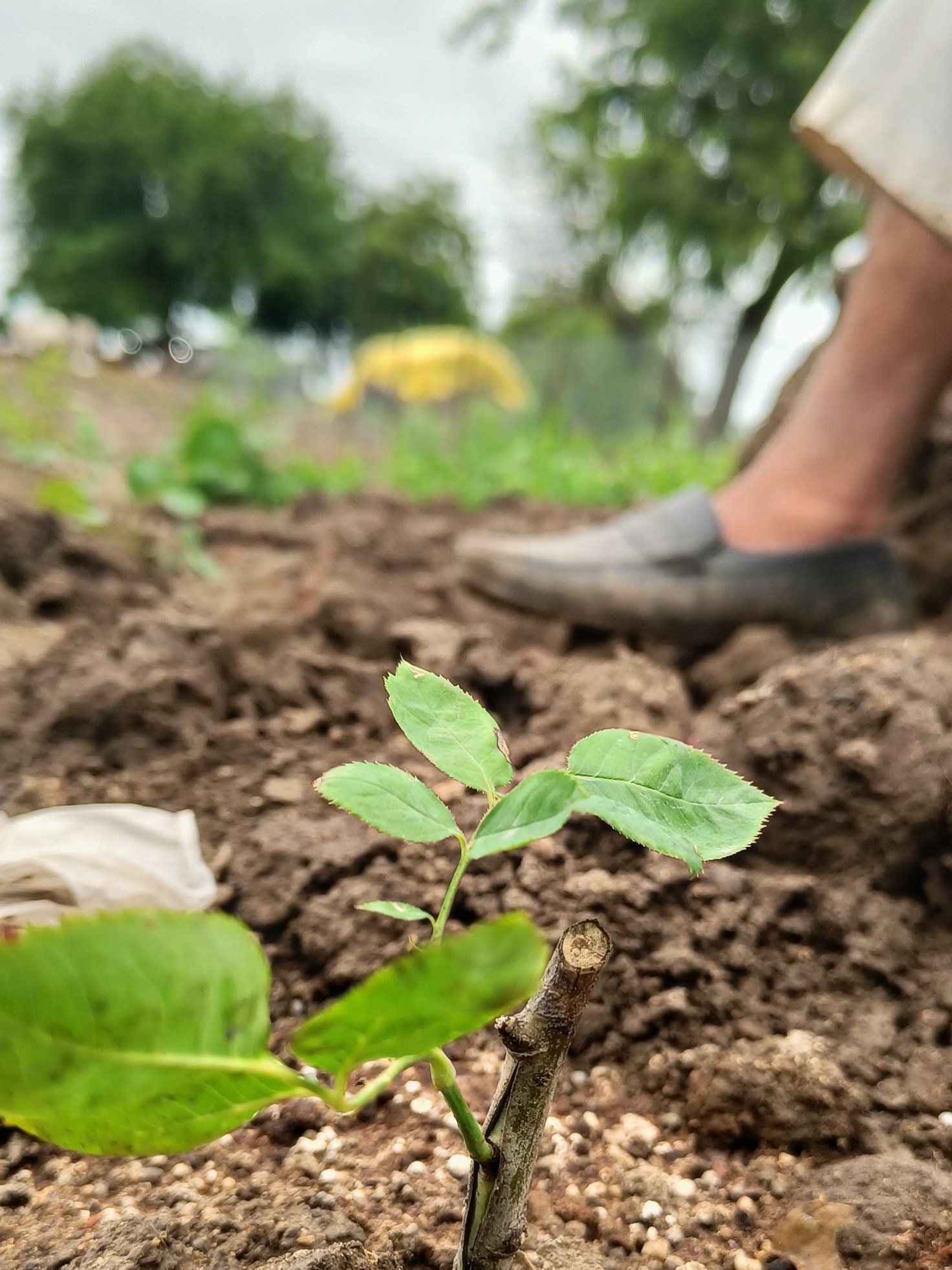 आठवणी फोटो — आभार फाऊंडेशन (Paaba026 — Photo memory)